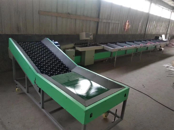 Apple Avocado Soring Grading Machine