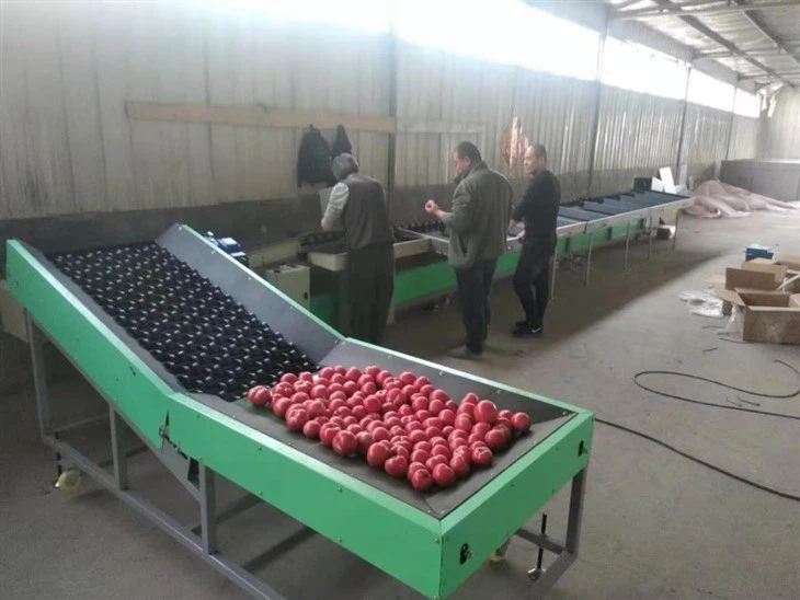 Electronic Avocado Fruit Sorting Machine