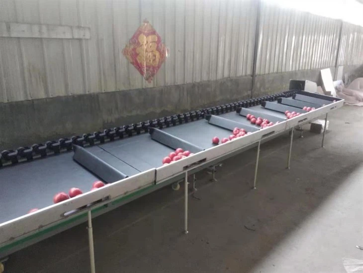 Electronic Avocado Fruit Sorting Machine