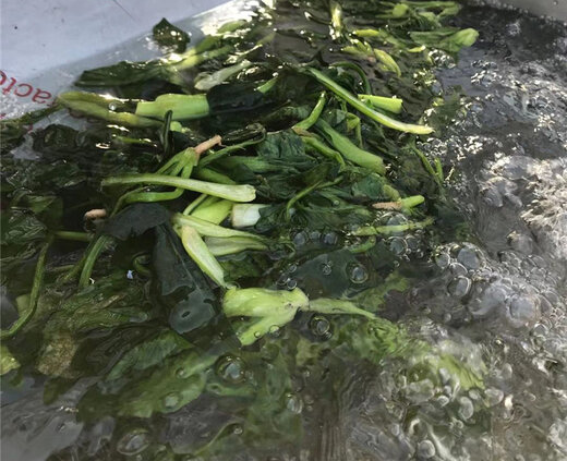 blanching machine (2)